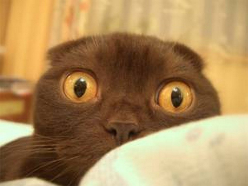 Воооот такие глаза у нервных людей (и котов), - источник.