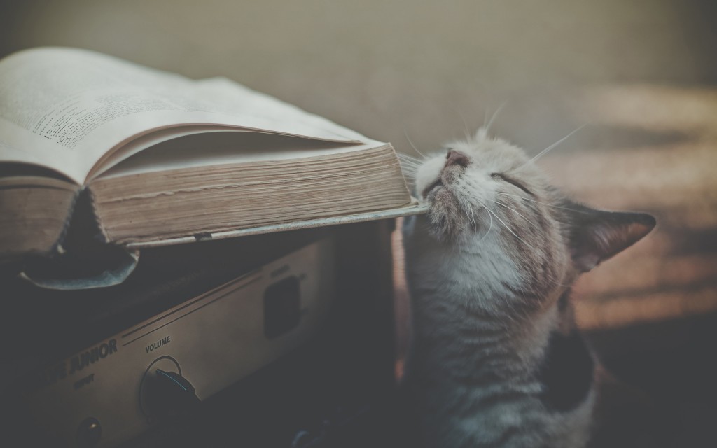 кот и книга