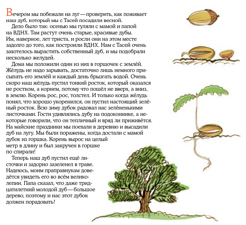 Рост дуба. Как растет дуб. Как вырастает дуб. Стадии формирования желудей дуба. Этапы роста дуба.