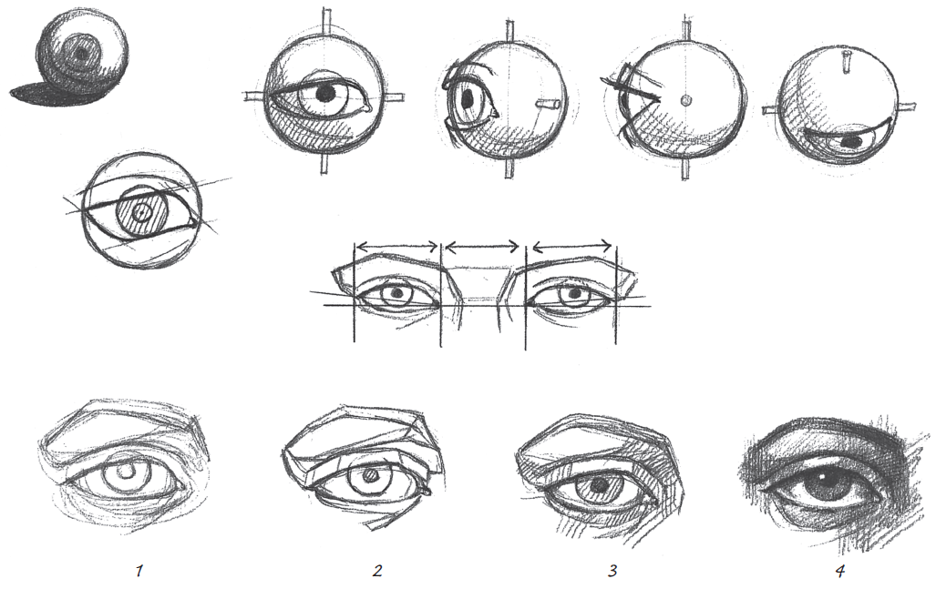 Глаз чертеж. Анатомия глаза для художников. Глаза референс анатомия. Схема рисования глаз. Анатомия глаз для рисования.