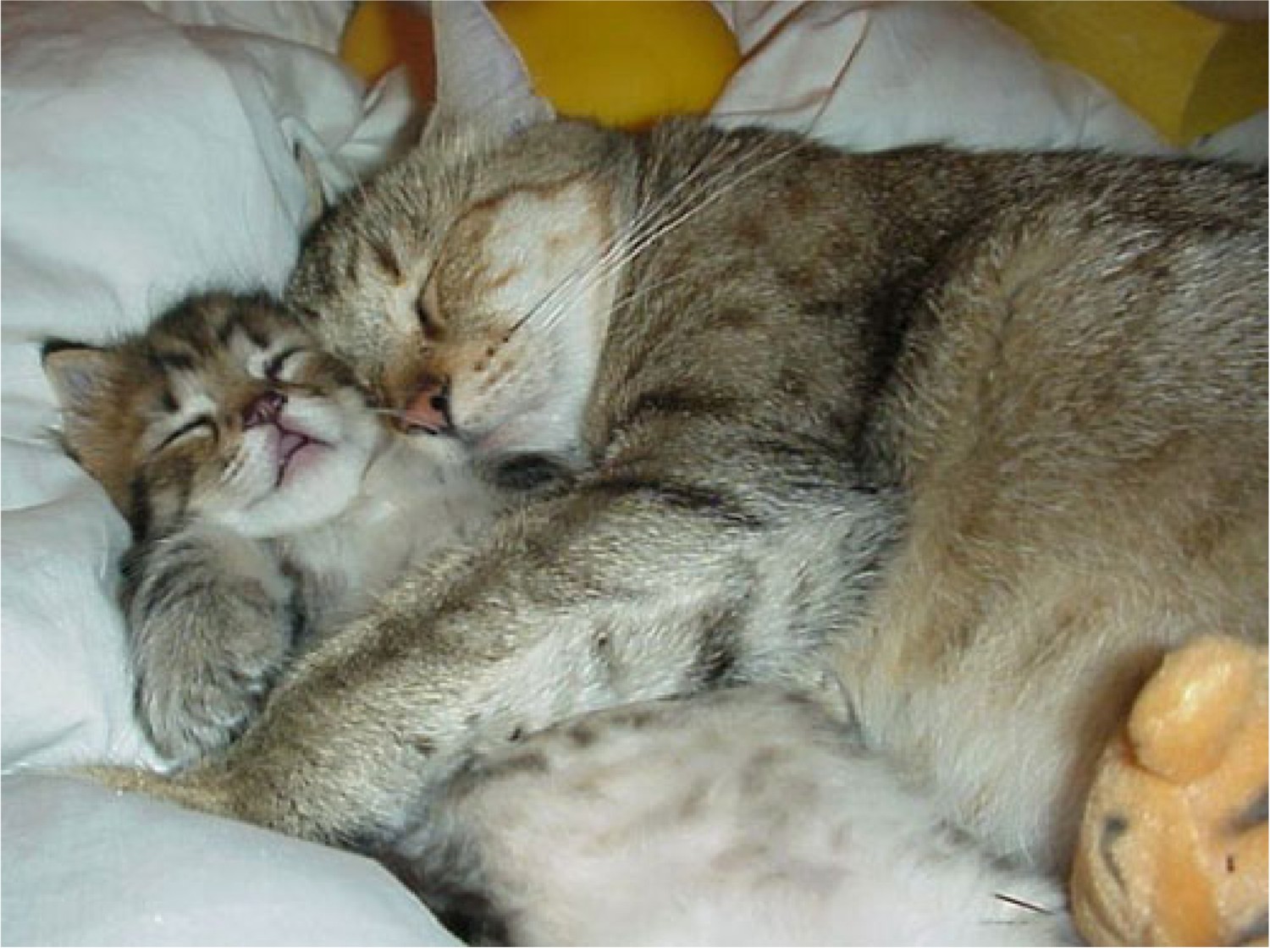 Киса между. Спящие котята. Спящий котик. Сладкие котики обнимаются.