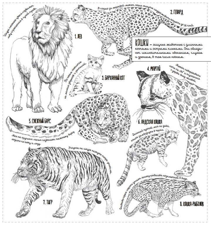 Химеры задания. Семейство кошачьих схема. Раскраски животные семейство кошачьих. Раскраски животные Дикие кошки. Раскраска кошачье семейство кошачьих.