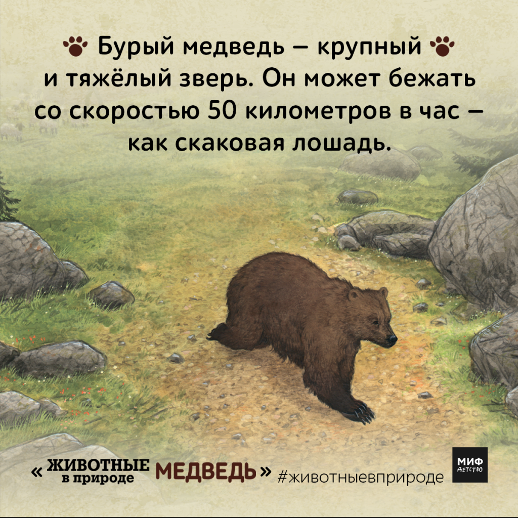 Максимальная скорость медведя при беге км ч. Скорость медведя. Скорость медведя км/ч. Скорость медведя бурого км/ч. Медведь на час.
