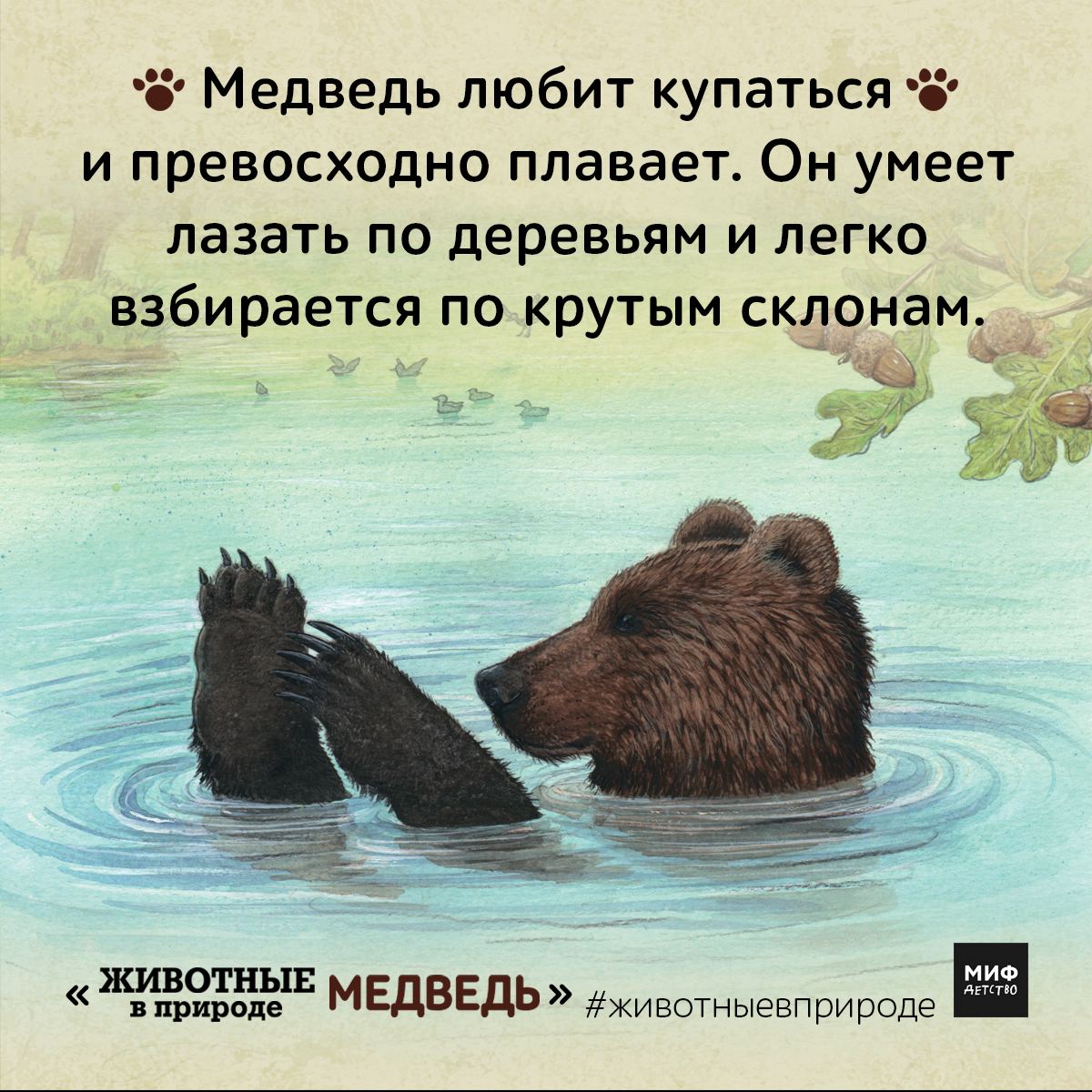 Медведь плавает скорость. Что любит медведь. Медведи любят купаться. Медвежонку Нравится купаться. Любящий медведь.