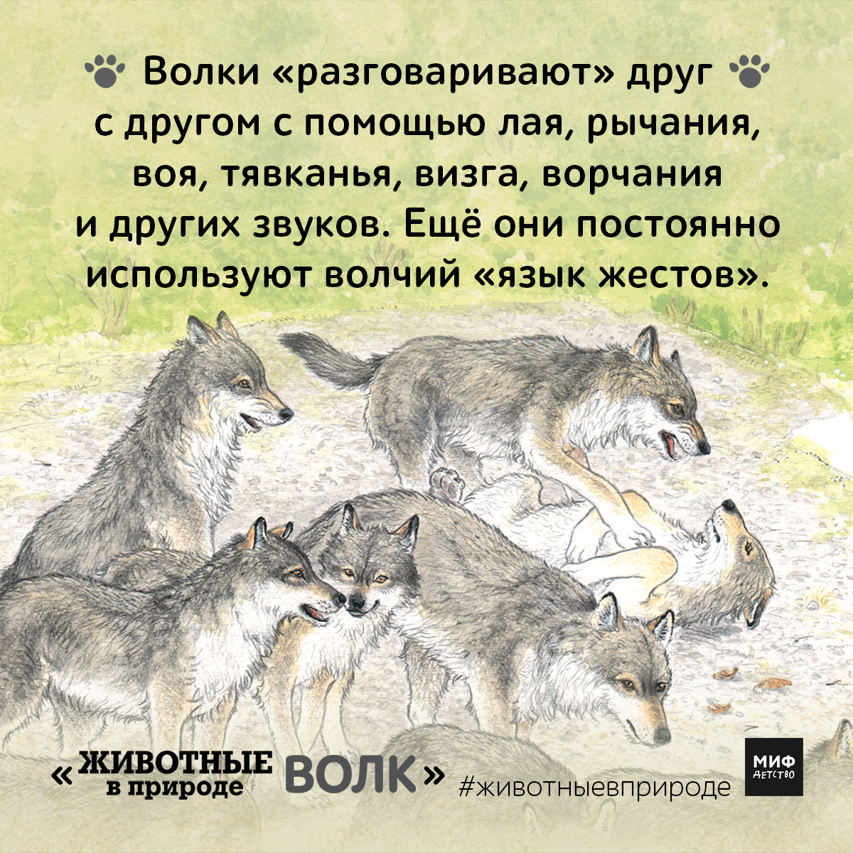 Волк поговори. Волки общаются. Волк говорит. Язык Волков. Волки помогают друг другу.