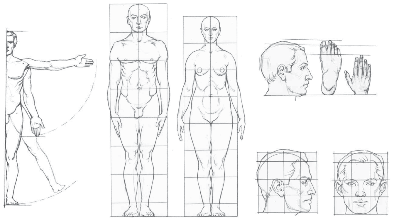 Покажи рисунки тела человека. Пропорции тела человека анатомия. Пропорции тела человека для рисования для начинающих. Пропорции человека для рисования в полный рост. Пропорции тела человека для художников в головах.