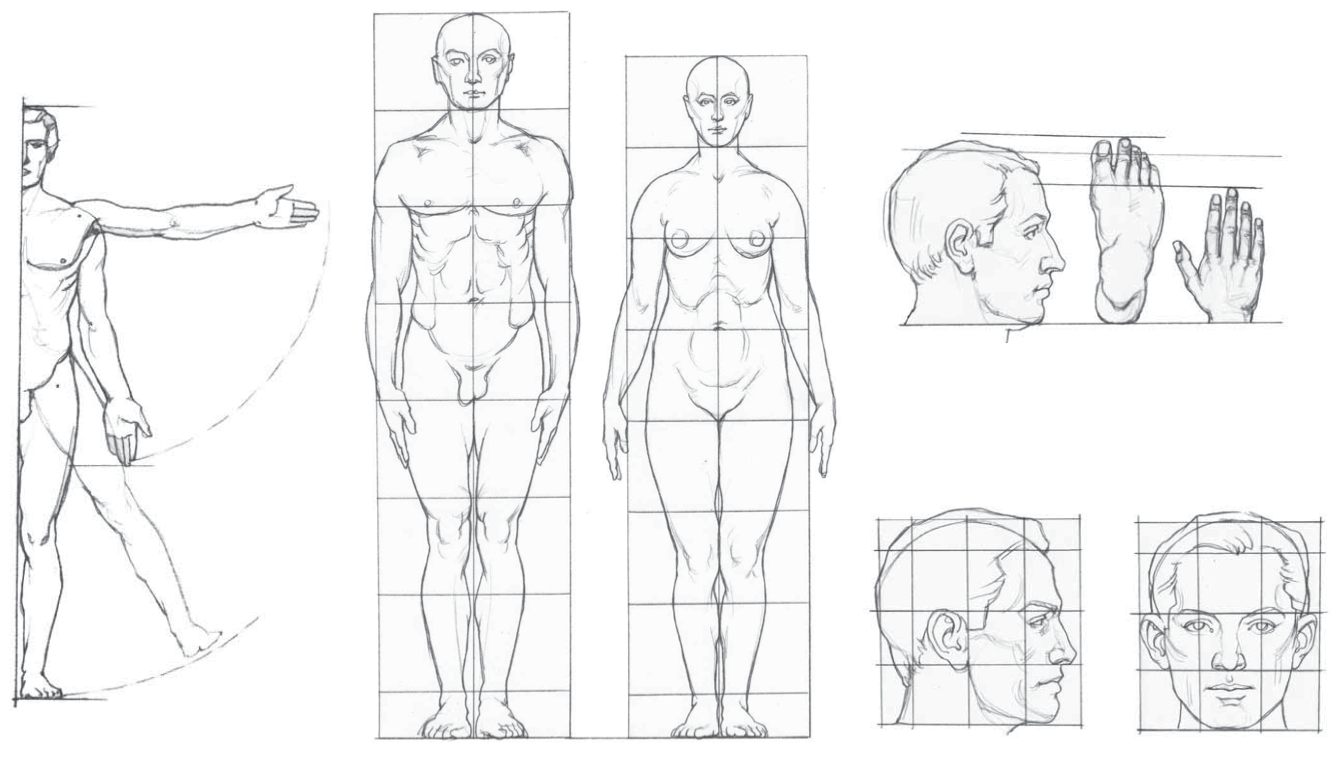 Пропорциональный рисунок. Как рисовать человека пропорции тела. Пропорции тела человека для рисования для начинающих. Анатомия тела человека для художников пропорции. Анатомия человека в рисунке пропорции тела.