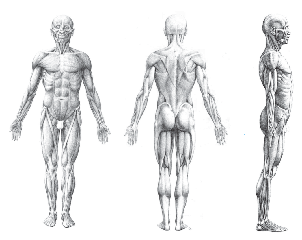 Туловище человека. Мужчина сбоку анатомия. Анатомия мышц человека с пропорциями. Анатомия человека для художников. Анатомический рисунок человека.