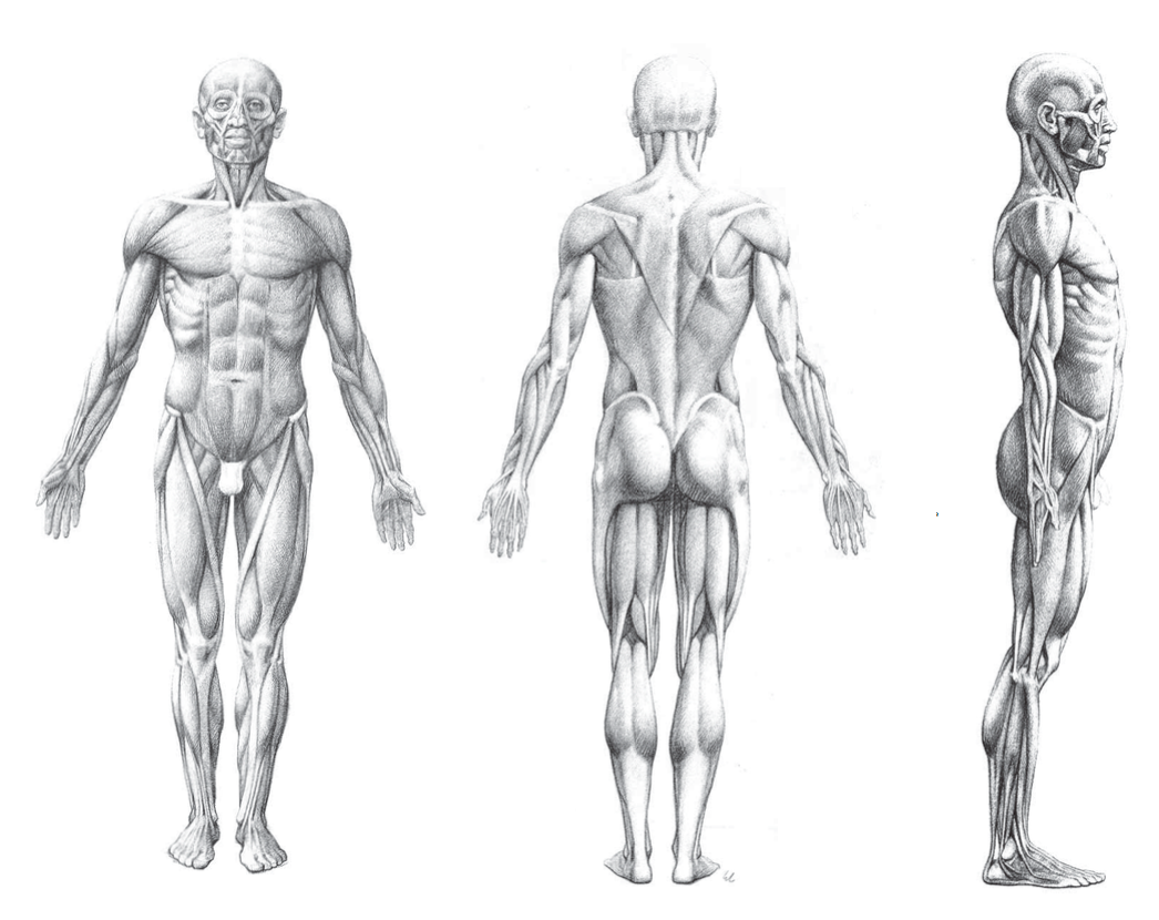 Мышцы рисунок. Мужчина сбоку анатомия. Анатомия мышц человека с пропорциями. Анатомия человека для художников. Анатомический рисунок человека.