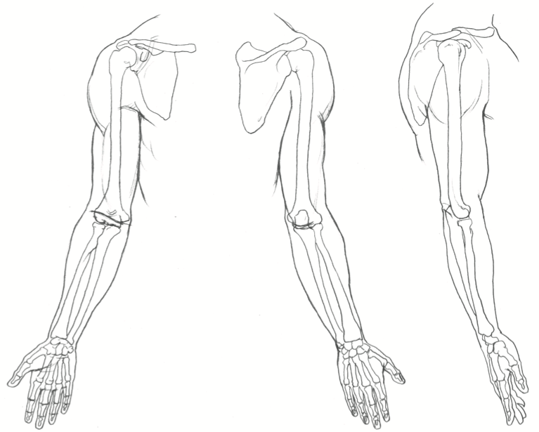Как двигается рука человека. Анатомия человека для рисования руки. Анатомия кистей рук для рисования. Рисунок руки человека. Наброски частей тела.