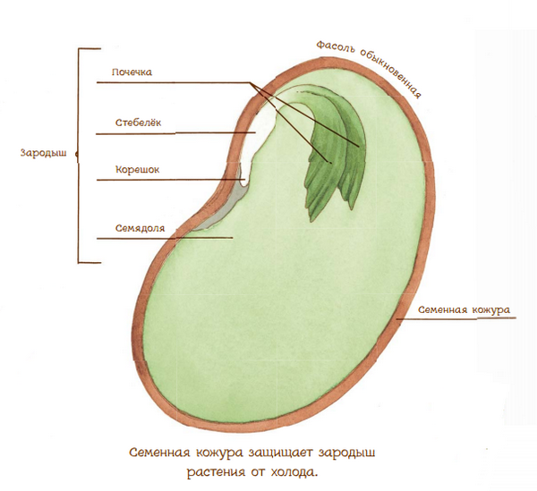 Нарисуйте в тетради семя фасоли и подпишите части зародыша