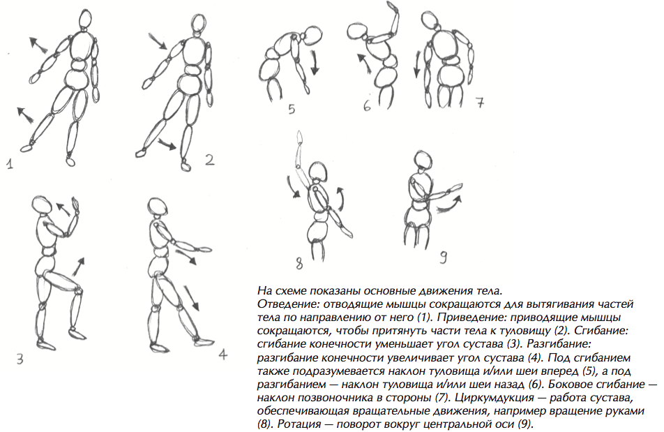 Общий рисунок движений. Схема движения суставов. Движение в суставах рисунок. Виды движений человека. Движения суставов человека.