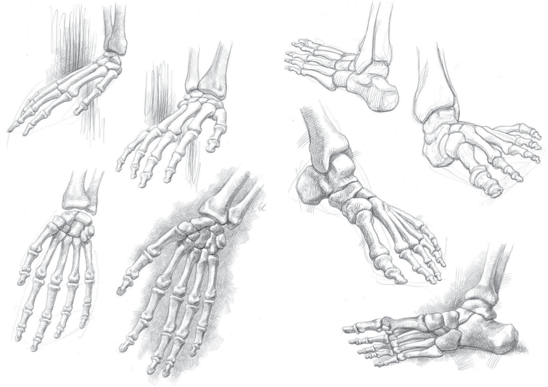 Кисть руки. Кисть руки анатомия. Скелет руки анатомия. Анатомические зарисовки кисти. Развело кисть руки