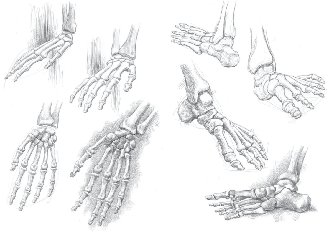 Рисунок кисти кости кисти