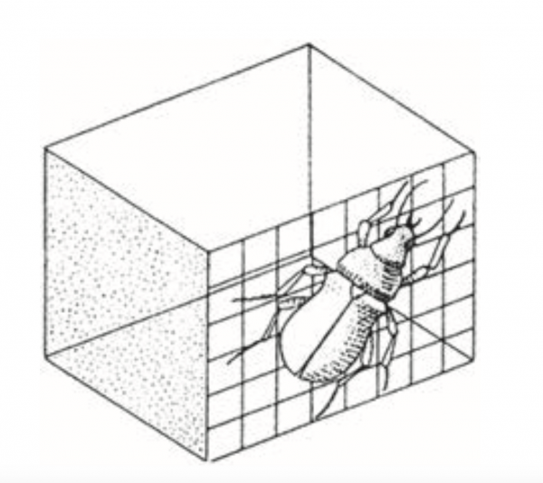 Посмотрите на жука. Как посадить его внутрь коробки? На первый взгляд, кажется, что это невозможно. Не спешите, подумайте над ответом хотя бы одну-две минуты.