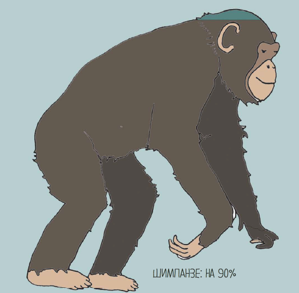 При расшифровке генома мартышки 40. Шимпанзе ген. Ген шимпанзе и человека. Гену шимпанзе. Геном шимпанзе.