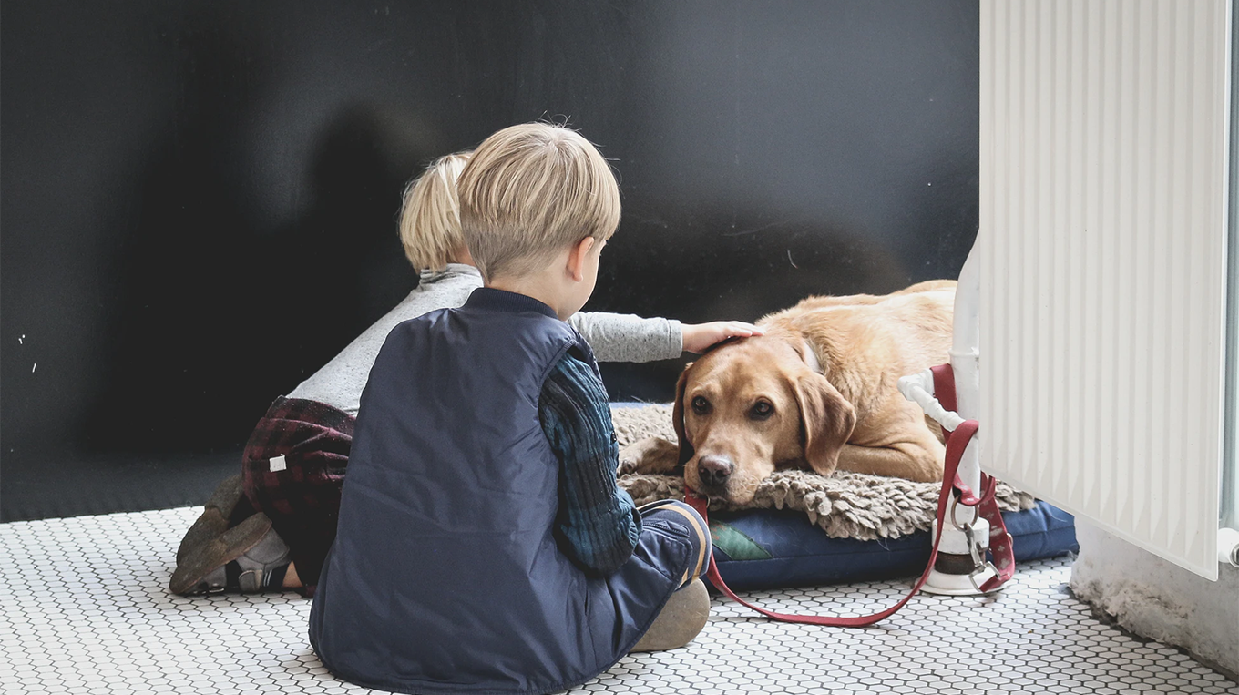 Заботливых хозяев. Дружелюбные собаки для детей в квартиру. Собачки фото для детей. Ребенок с собакой на ковре. Children and Pets.