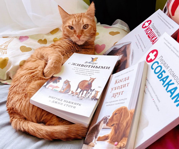 Кот с книгами МИФа