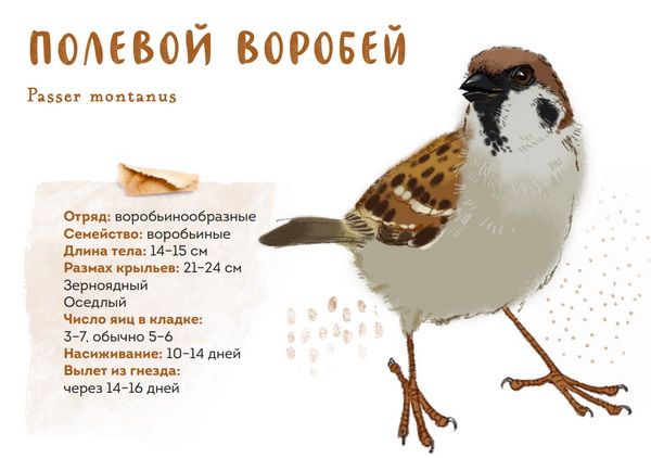 Воробей