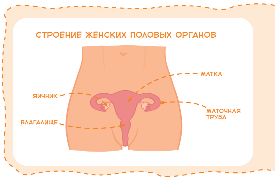 Строение женских половых органов